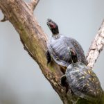 深入解析ued体育平台的优势与特色功能 iah96a