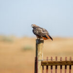 LCS北美赛区巅峰对决:顶级战队直播激战正酣 6f8c57