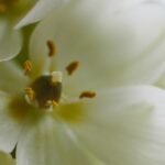 LCS EU决赛巅峰对决直播:冠军荣耀之战一触即发! fvxxx2gb9